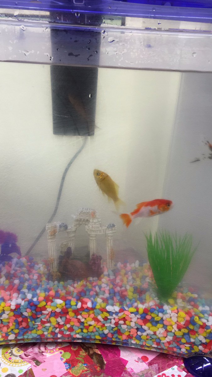 YAPSGYDP's tweet photo. new additions here in @YAPSGYDP . Our 4 new fishy friends need names...any suggestions? #fish #goldfish #new #lookingfornames https://t.co/BVdTzwnkqQ