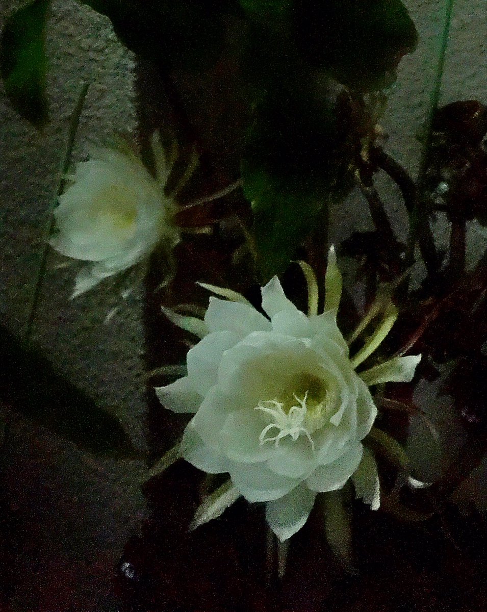 1819aribaba's tweet photo. 月下美人観察日記
満開   
長くお付き合い
ありがとうございました https://t.co/nIvnp6itRU