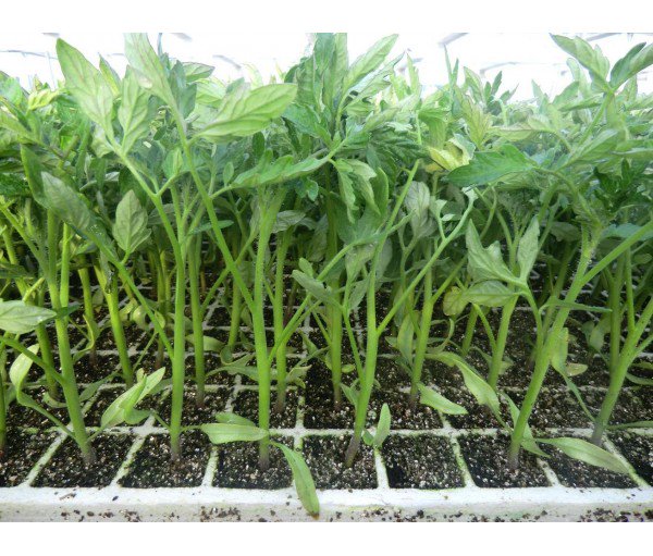 Gregal - Orisha Agrifood tweet media