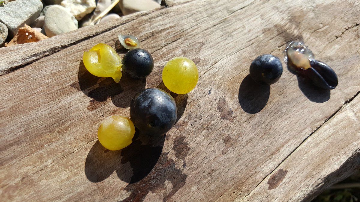 BodegasLC's tweet photo. Las #vendimias2017 están a punto de empezar en #RiojaAlavesa y las uvas desde El Mirador apuntan maneras..¿vas a perdértelo? #Enoturismo 🍇🍇🍇 https://t.co/akzOLWZ9L2