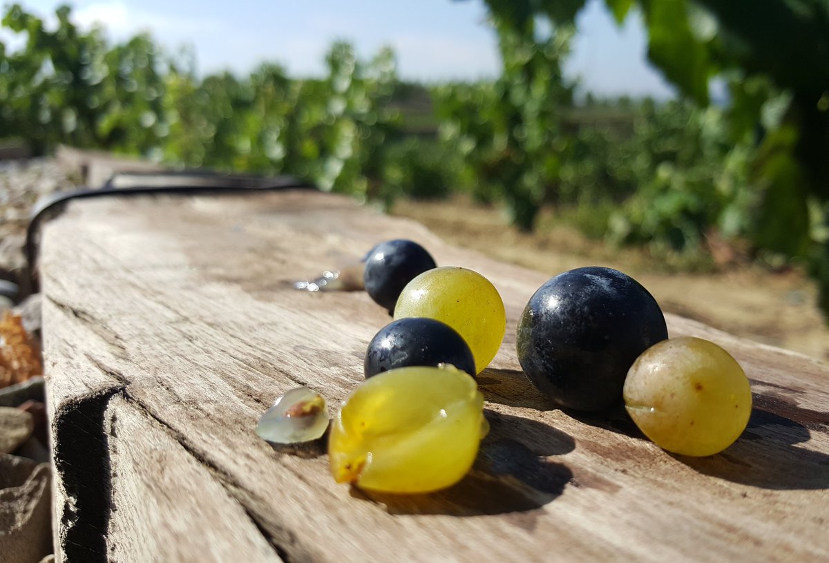 BodegasLC's tweet photo. Las #vendimias2017 están a punto de empezar en #RiojaAlavesa y las uvas desde El Mirador apuntan maneras..¿vas a perdértelo? #Enoturismo 🍇🍇🍇 https://t.co/akzOLWZ9L2