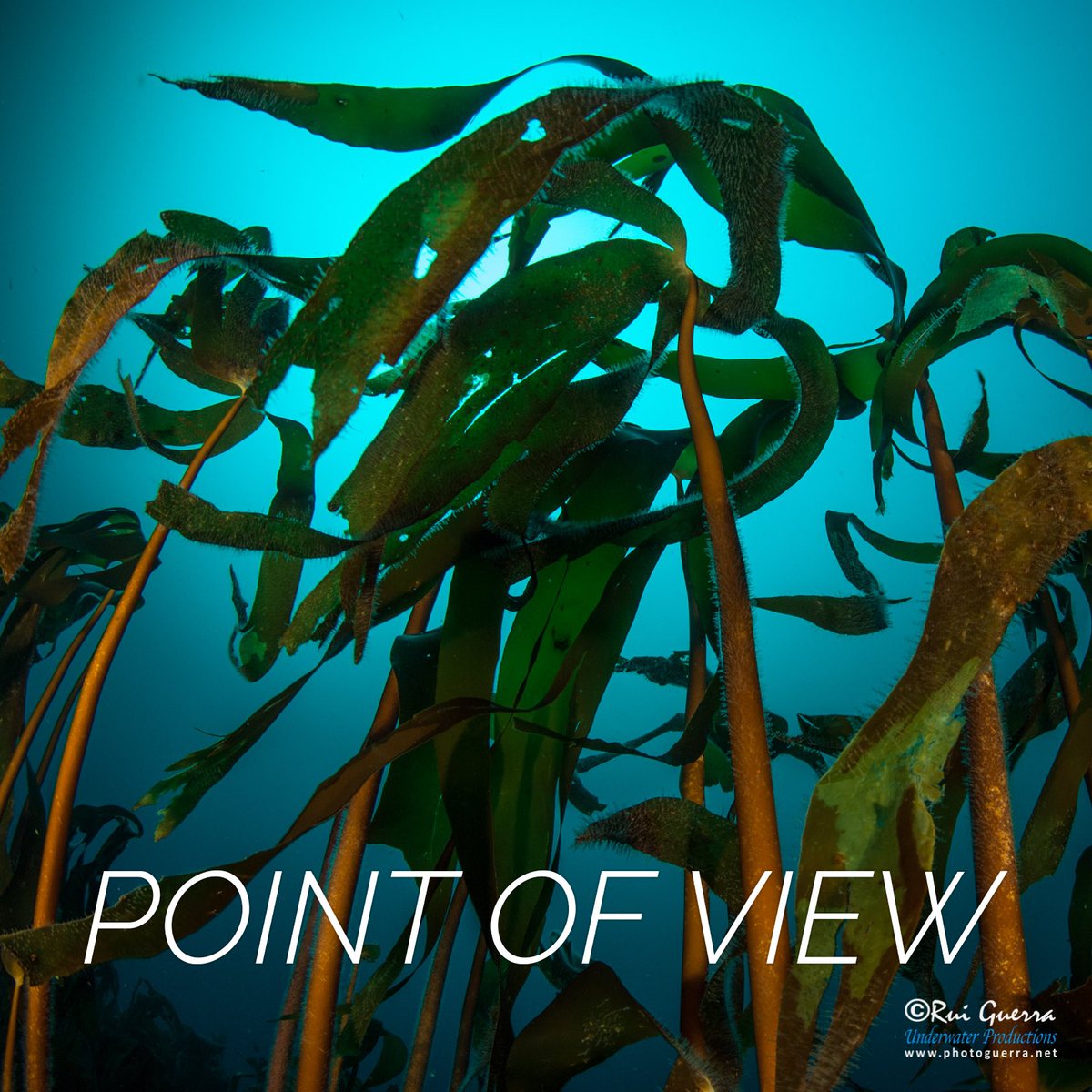 I place #marineforests on top of my favorite type of dive, specially if they are also a deep dive in cristal waters. facebook.com/Photoguerra