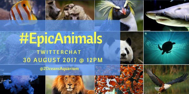 KatGledhill's tweet photo. Join @2OceansAquarium #twitterchat on #EpicAnimals!
Q1: What is your favorite #EpicAnimal and why is it cool? https://t.co/msGjosn7ar