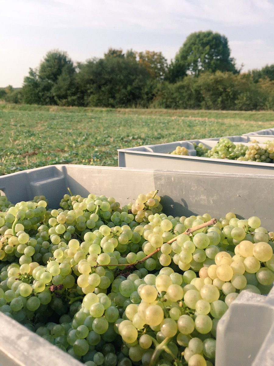 Raquillet_Vin's tweet photo. ☀️ Début des vendanges ce matin à #Mercurey. Les équipes sont en place et sont motivées !
#vendanges2017 https://t.co/Jkx4dEWv6L