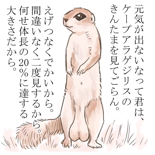 元気が出るびっくりきんたまどうぶつ、ケープアラゲジリスもぜひ画像検索してください!可愛い顔してきんたま引きずってるから!サイズ感おかしい。 