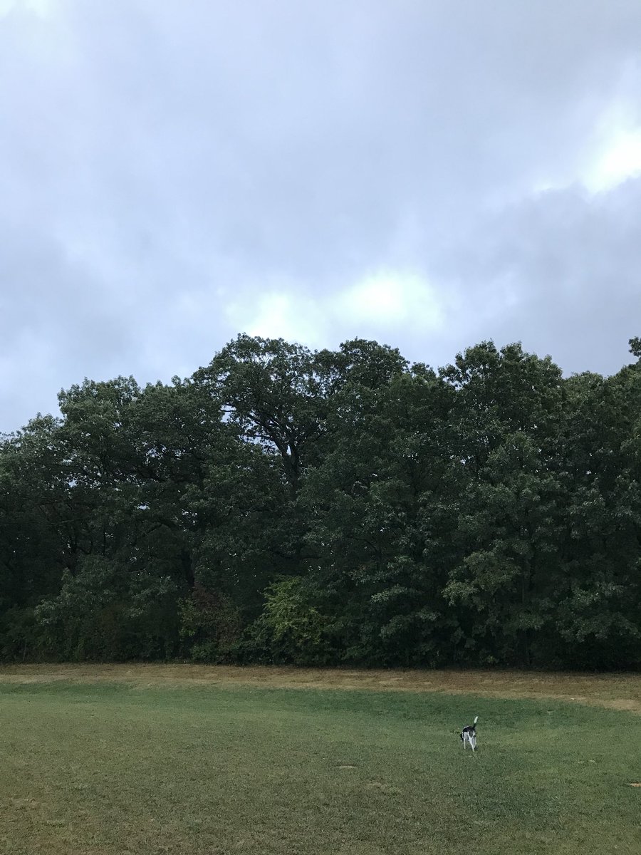 ThatDogOlive's tweet photo. Rainy walks https://t.co/q7St3oiGqE