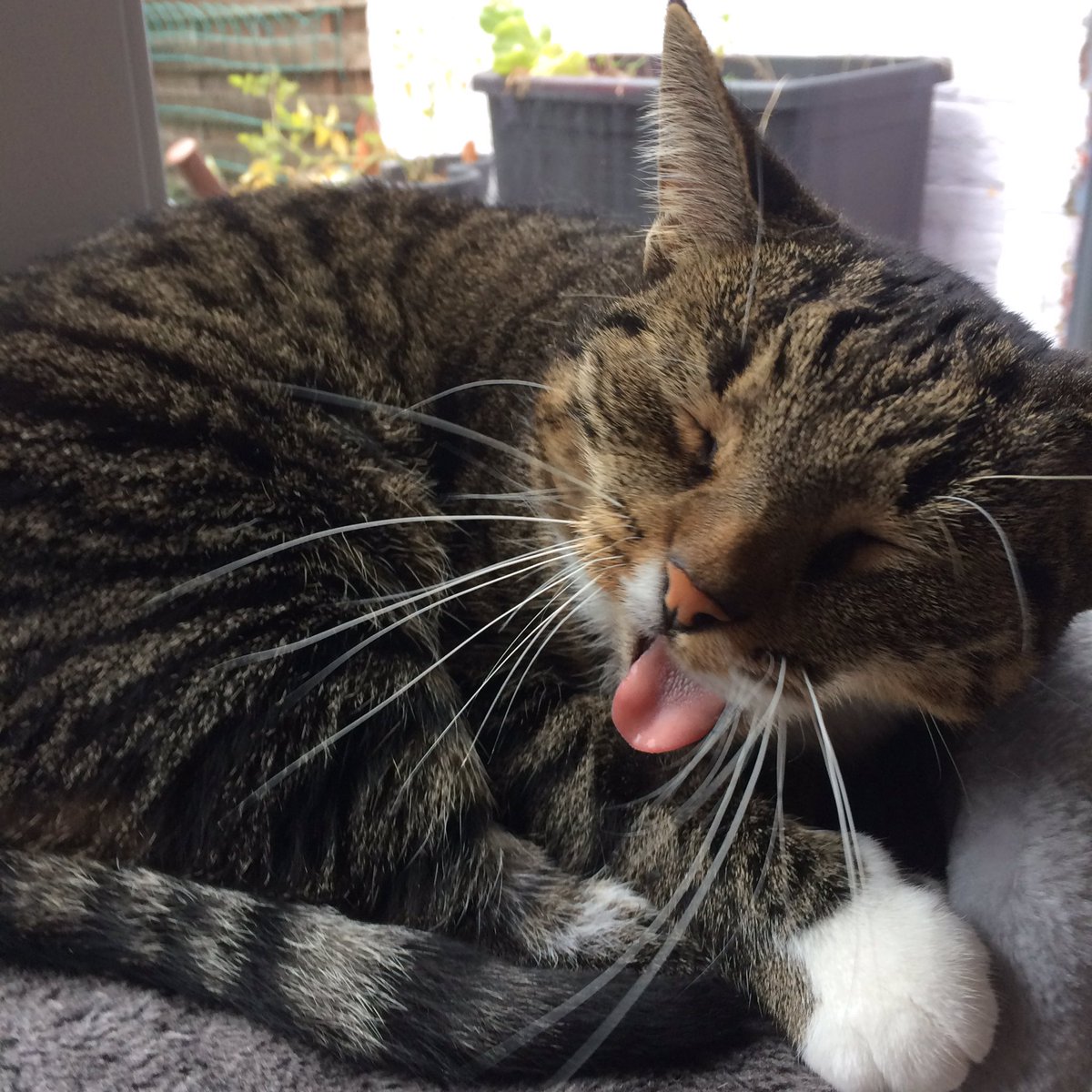 lunalpeeters's tweet photo. Look what a good photo i made from my cat!😺😺 https://t.co/JfzV9TCBJZ