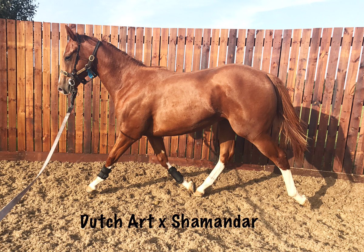 wickhamwicks's tweet photo. Heading to @Tattersalls1766 This Dutch Art colt is shaping up nicely #strongcolt https://t.co/xPpTO0m4jC