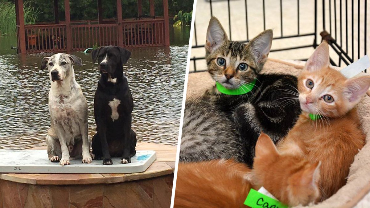 TODAYshow's tweet photo. Here's how you can help animals affected by Hurricane Harvey https://t.co/5X4PZZG7Hk https://t.co/GAsQSSUL2i