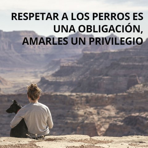 PetsloverIn's tweet photo. Amar a los #perros es un privilegio, y #educarles correctamente, nuestra obligación. https://t.co/giqg2TJUMR https://t.co/bsx9fImSUO