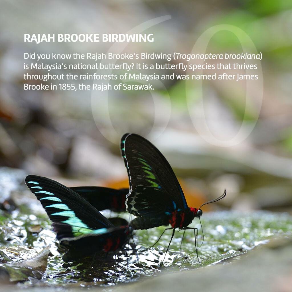myentopia's tweet photo. Let's celebrate #merdeka with our National #Butterfly, Rajah Brooke's Birdwing #independenceday #malaysia #entopia https://t.co/8r9QGH0kXQ