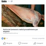 Indignación de productor de Centenario por abigeato: 3 ovejas y 1 cordero. 2 resp. en auto y moto. proceso: 90 días de medidas sust. @