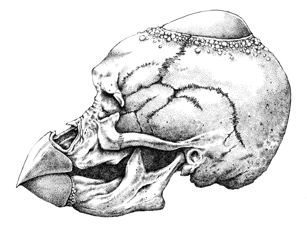 いきなりですけど、スカルの点描画イラストを4点アップしてみます