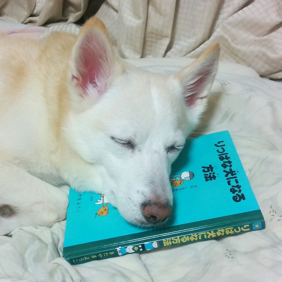 昼寝中こそ 犬のかわいさは最高潮に達する 8選 笑うメディア クレイジー