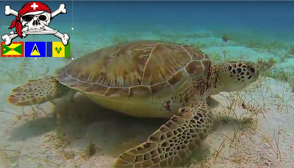 swisspirat's tweet photo. @grenadanews
snorkeling in the carribean. 😍
https://t.co/1Tmv25IKUu
#snorkeling
#carribean
#TURTLE
#SEATURLES https://t.co/0PQ89XXhYT