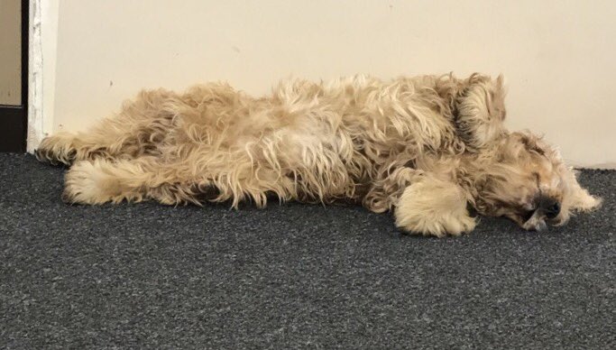 Our office #dog is exhausted today. How are your pooches holding up? #showUs #HumpDay