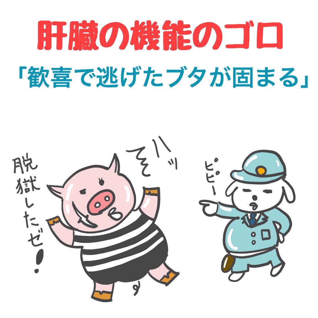 ゴロ 解剖生理イラスト Twitterissa 肝臓の機能のゴロ 歓喜で逃げたブタが固まる 歓喜 肝臓機能 逃 尿素生成 げ 解毒作用 た 胆汁生成 ブ ブドウ糖貯蔵 タ 代謝 固まる 血液凝固因子の合成