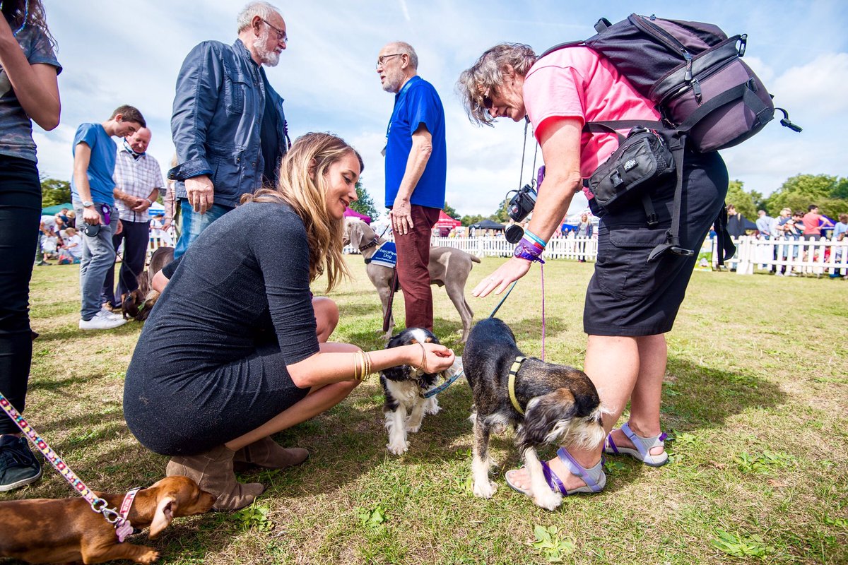 pupaid's tweet photo. Only 3 days until #pupaid2017 fun dog show raising awareness of puppy farming &amp; rescue pet adoption :) #wheresmum #adopt #PrimroseHill https://t.co/ZhrmPeTUoF