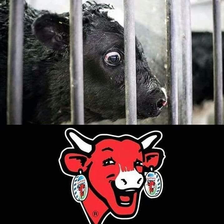 sentimosxigual's tweet photo. ¿La vaca que ríe? https://t.co/OtFha27zaE