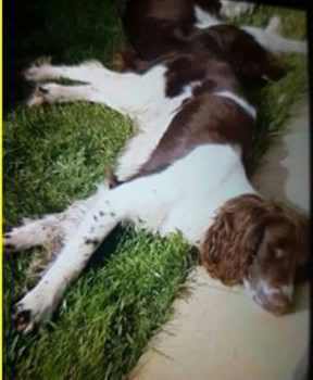 lisaphipps15's tweet photo. PATCH LIVER AND WHITE English Springer Spaniel Male TAKEN FROM GARDEN #Kinlet #WV16 @DoglostUK @DoglostCj https://t.co/qIR7ZjrVu6 https://t.co/1SnAr4Gdce