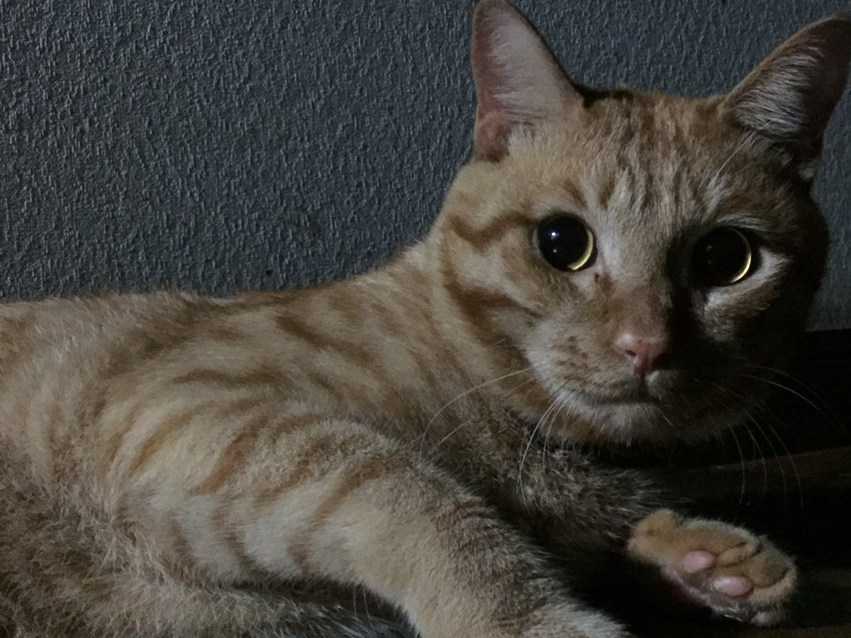 我が家の愛猫『ちゃちゃ』 ・私が近づくと秒で逃げます。(ｶﾜｲｲ) ・目を