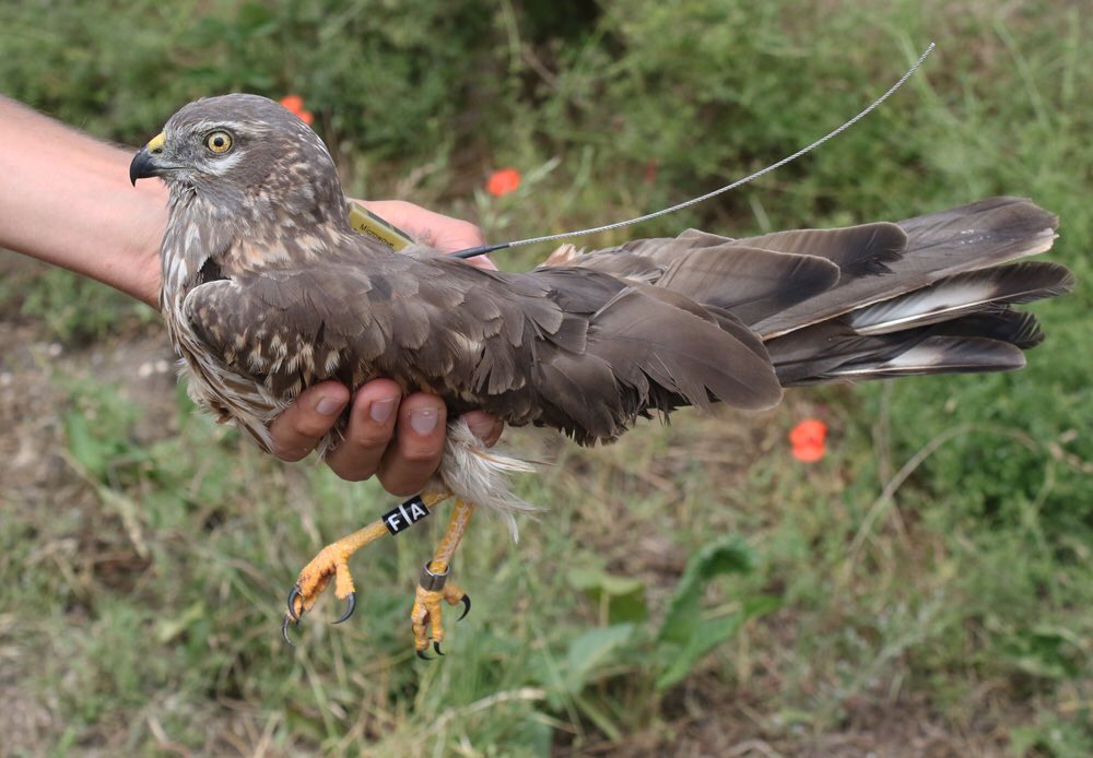 UKmontagus's tweet photo. The 2017 Montagu's Harrier season - the full story. https://t.co/lvNqOhMAo1 @grauwekiek @ChrisGPackham @BirdGuides @RareBirdAlertUK https://t.co/14SN13nqHU