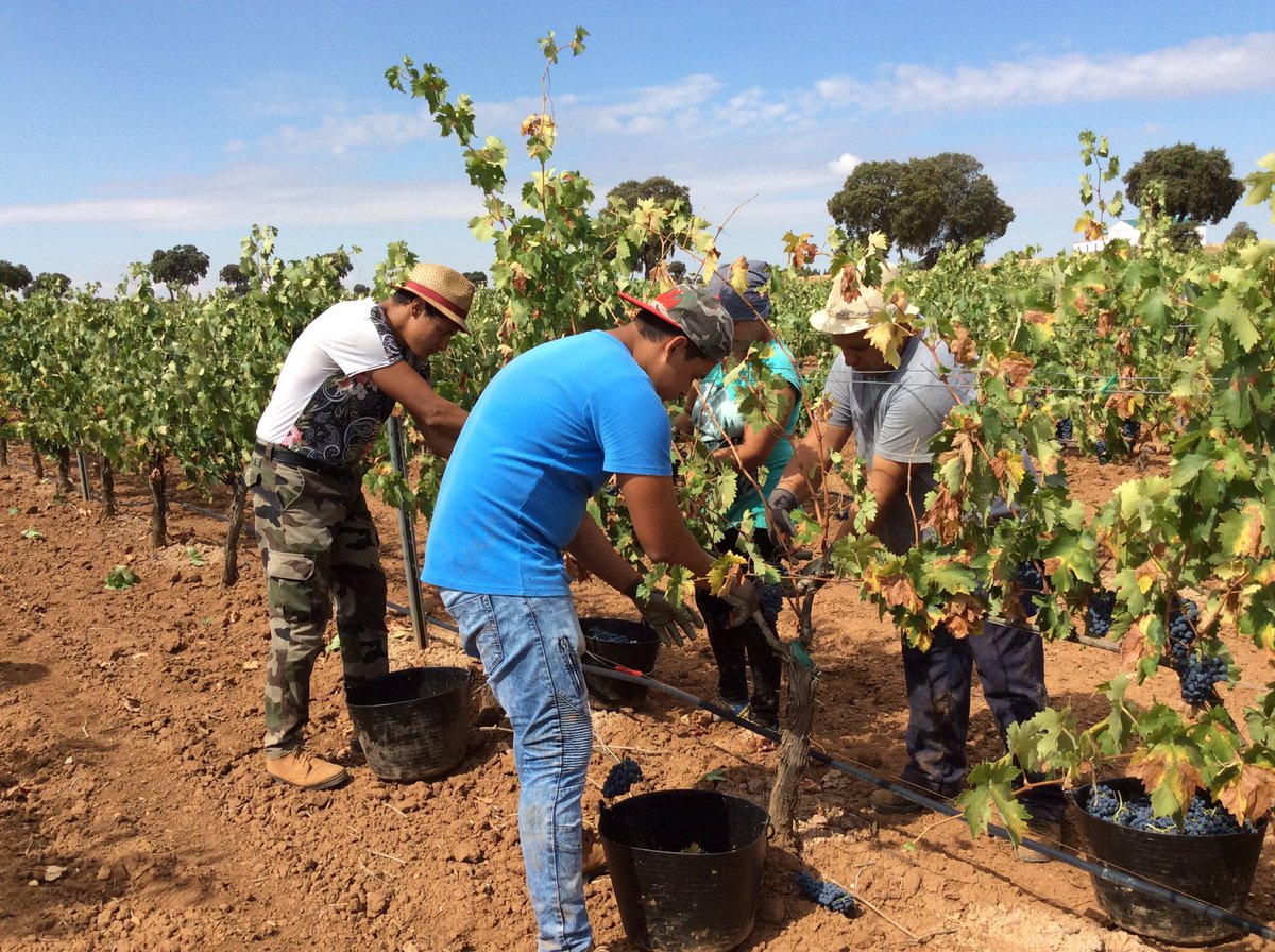 Spanish Wine Lover tweet media