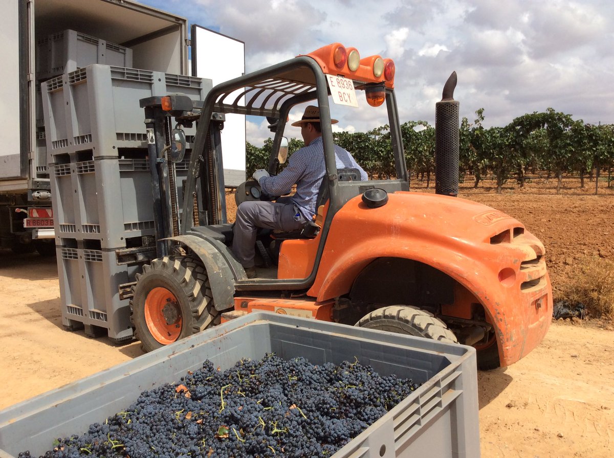 Vendimia en <a href="/fontanabodegas/">Fontana B&V</a> Distintos conceptos para distintas calidades de uva y precios finales de los vinos