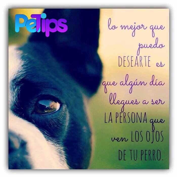 petipstv_'s tweet photo. Un estudio demostró que los hijos de las personas que crecieron junto a un perro desarrollaron menos alergias que el resto de niños. https://t.co/A7PIzl4kiP