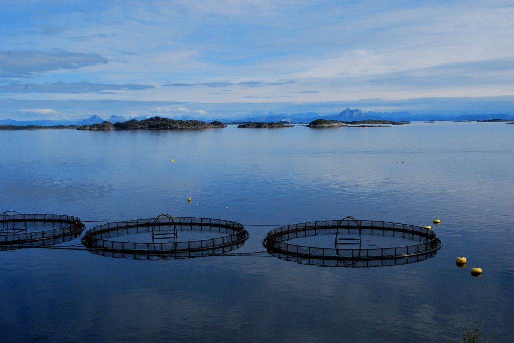 letfishlive's tweet photo. 600,000 #salmon escaped net pens in Washington state between 1996-1999. https://t.co/TZg6k1f2j6 #factoryfarms #aquaculture #swimfishswim https://t.co/h1gWVeqI32