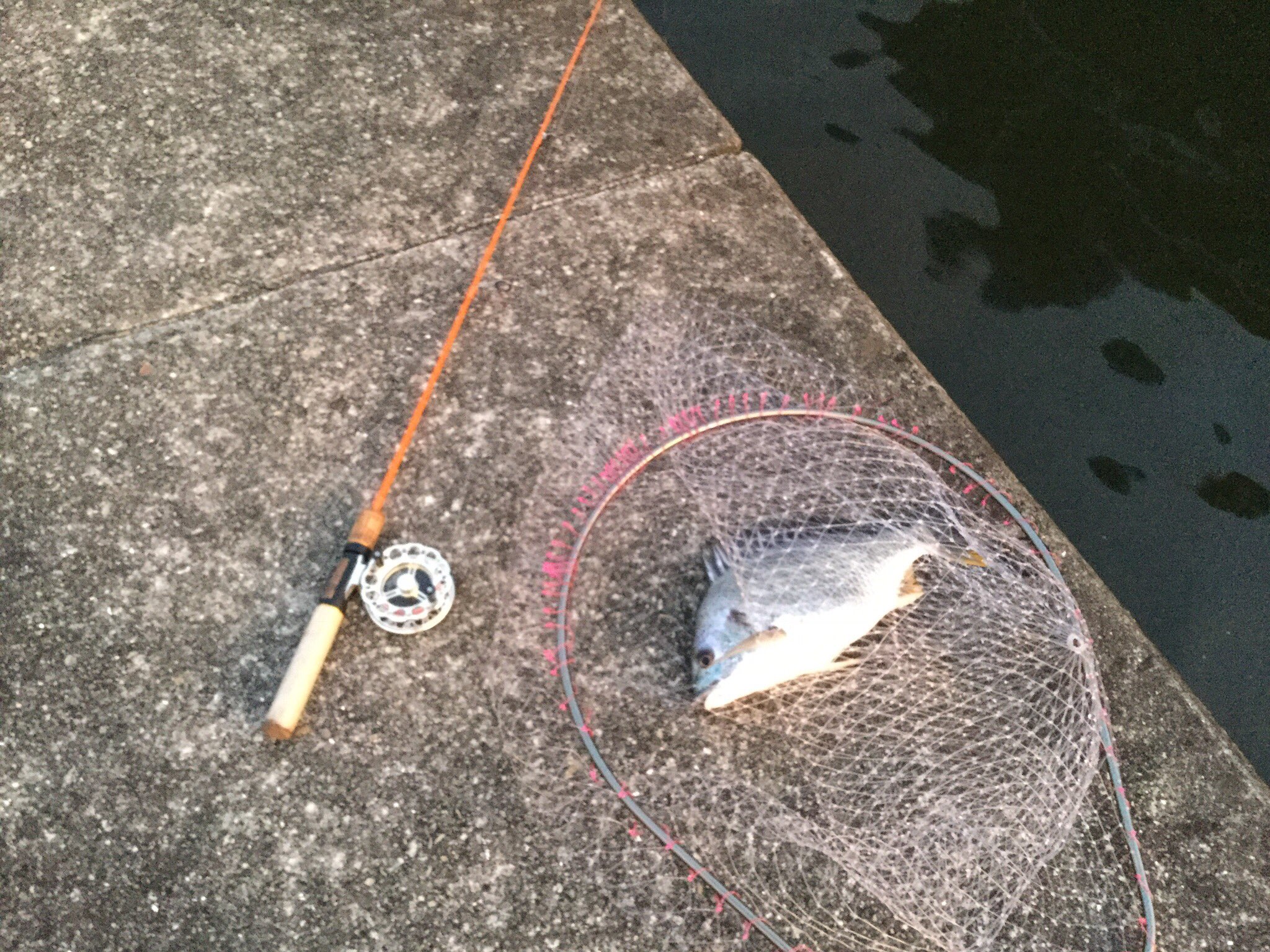 マーベラスさわだ 7月 昨日の釣果です 夕方からチヌ狙いに 真夏のヘチ釣りしてきました 使用タックルが 鱒レンジャーに太鼓リール 道糸がナイロンの2号 リーダーがフロロ2号 チヌ針2号ガン玉3bで 疑似餌のイガイバリューmサイズ で37cmのキビレゲット マーベラスさわだ 7月 昨日の釣果です 夕方からチヌ狙いに 真夏のヘチ釣りしてきました 使用タックルが 鱒レンジャーに太鼓リール 道糸がナイロンの2号 リーダーがフロロ2号 チヌ針2号ガン玉3bで 疑似餌のイガイバリューmサイズ で37cmのキビレゲット