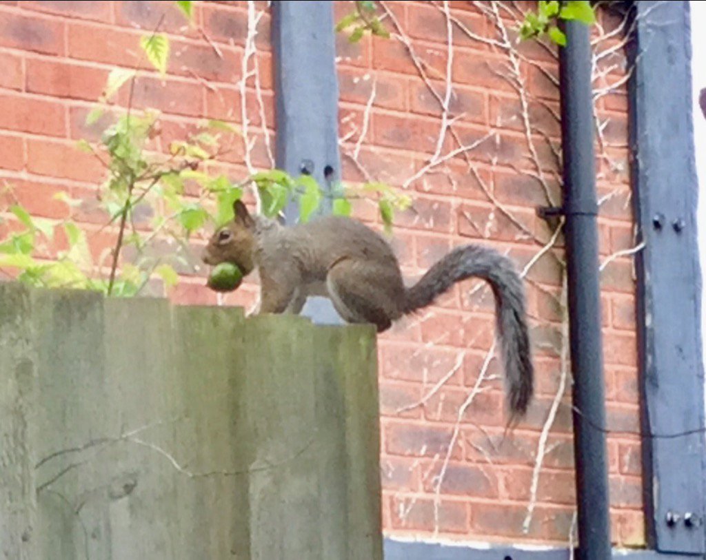 JillMansell's tweet photo. Trying to work, distracted by squirrel stealing all the nuts from our garden. #squirrelthief 🐿🌰 https://t.co/HmCloY7FU7