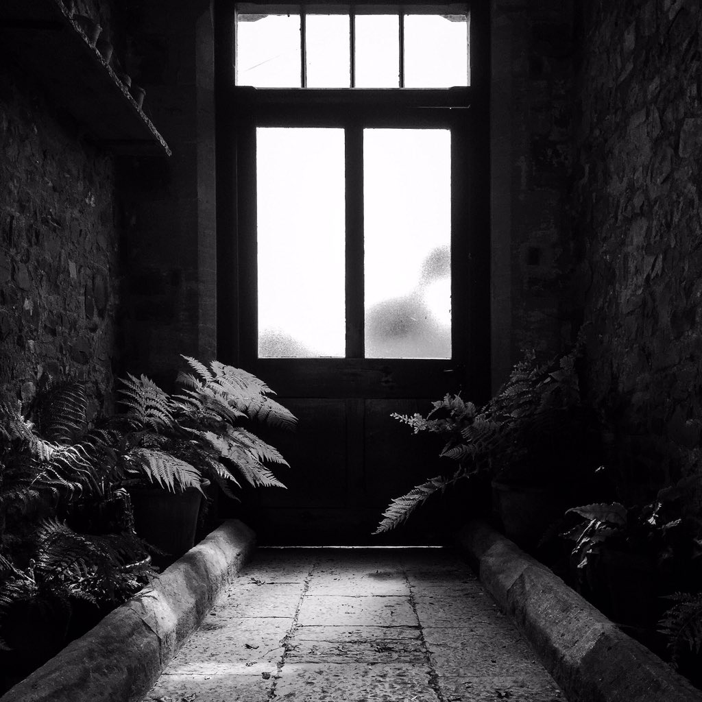 Exploring @knightshayesNT when I stumbled upon the fernery spotlit with pools of subtle light which was nice <a href="/NTSouthWest/">National Trust South West</a> <a href="/nationaltrust/">National Trust</a>
