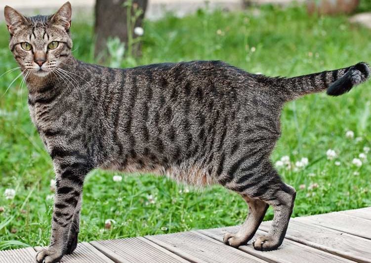 KernelKat's tweet image. #Cats are known for being quick and agile. The Egyptian Mau can run faster than any other domesticated cat in the world - up to 30 mph!!