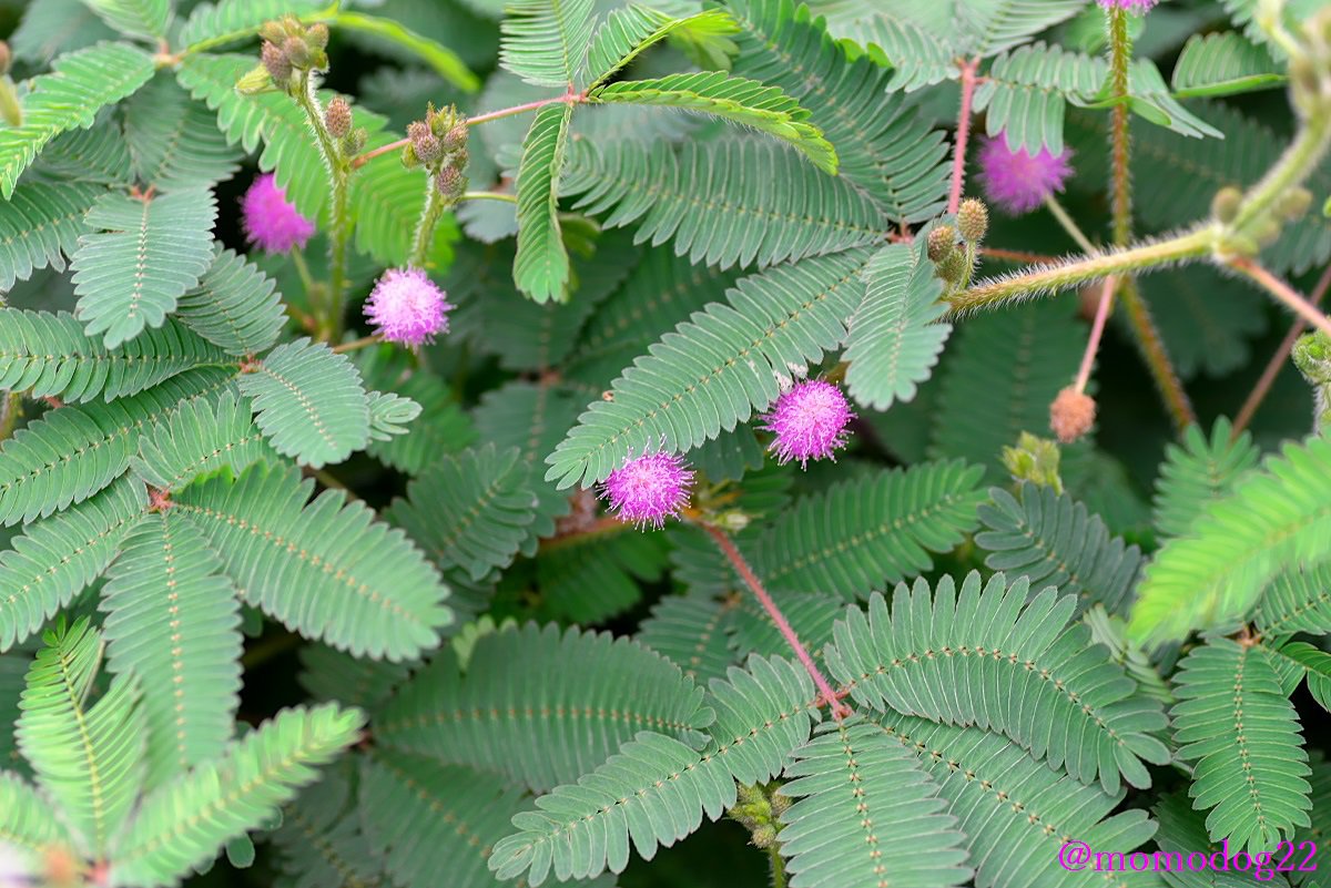 Twitter 上的 もも Rt Momodog22 8 30 オジギソウ 別名ネムリグサ の花が咲く 季節になってきた ピンク色の小さくかわいらしい花を付ける 江戸時代後期に日本に入ってきたとされ 沖縄では帰化植物として自生している場所もある T Co Zdqflmjyjy Twitter