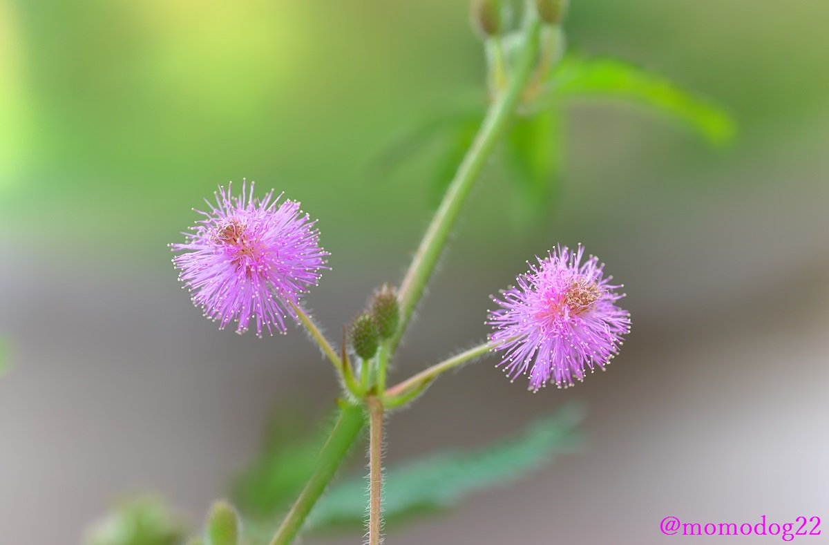 טוויטר もも בטוויטר Rt Momodog22 8 30 オジギソウ 別名ネムリグサ の花が咲く 季節になってきた ピンク色の小さくかわいらしい花を付ける 江戸時代後期に日本に入ってきたとされ 沖縄では帰化植物として自生している場所もある T Co Zdqflmjyjy