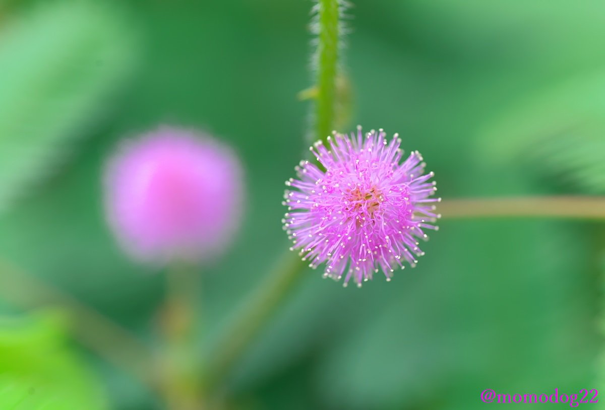 טוויטר もも בטוויטר Rt Momodog22 8 30 オジギソウ 別名ネムリグサ の花が咲く 季節になってきた ピンク色の小さくかわいらしい花を付ける 江戸時代後期に日本に入ってきたとされ 沖縄では帰化植物として自生している場所もある T Co Zdqflmjyjy