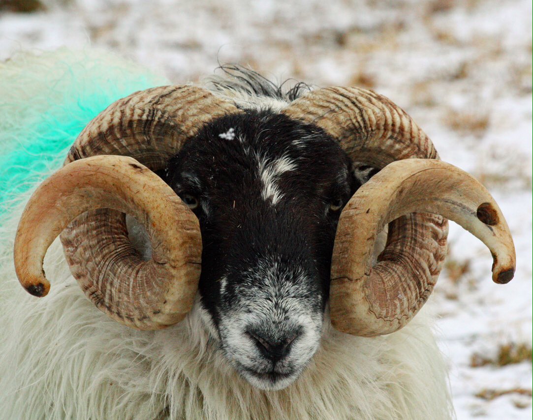 mik61scot's tweet photo. @CSaltroad1 @policescotland @policescotland we're looking for the wrong type of ram raid? *Scottish Blackface*
#beginnerserror https://t.co/ExoviAJxlJ