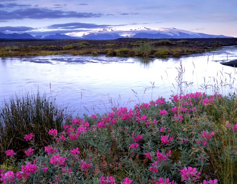 IceSif's tweet photo. Floral beauty in southeast Iceland https://t.co/gBVTu5n8pR