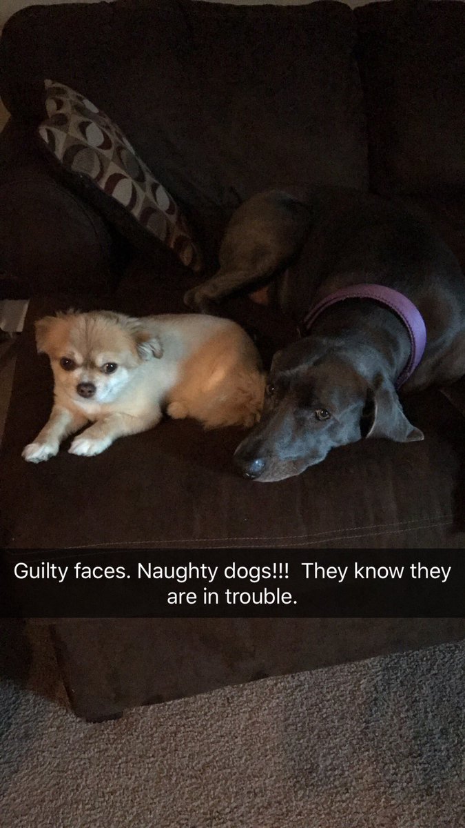 Opal_33's tweet photo. #GuiltyFaces They got into the garbage while I was gone. #NaughtyDogs They try to look so cute so I forgive them. https://t.co/xS9ErZ96tO