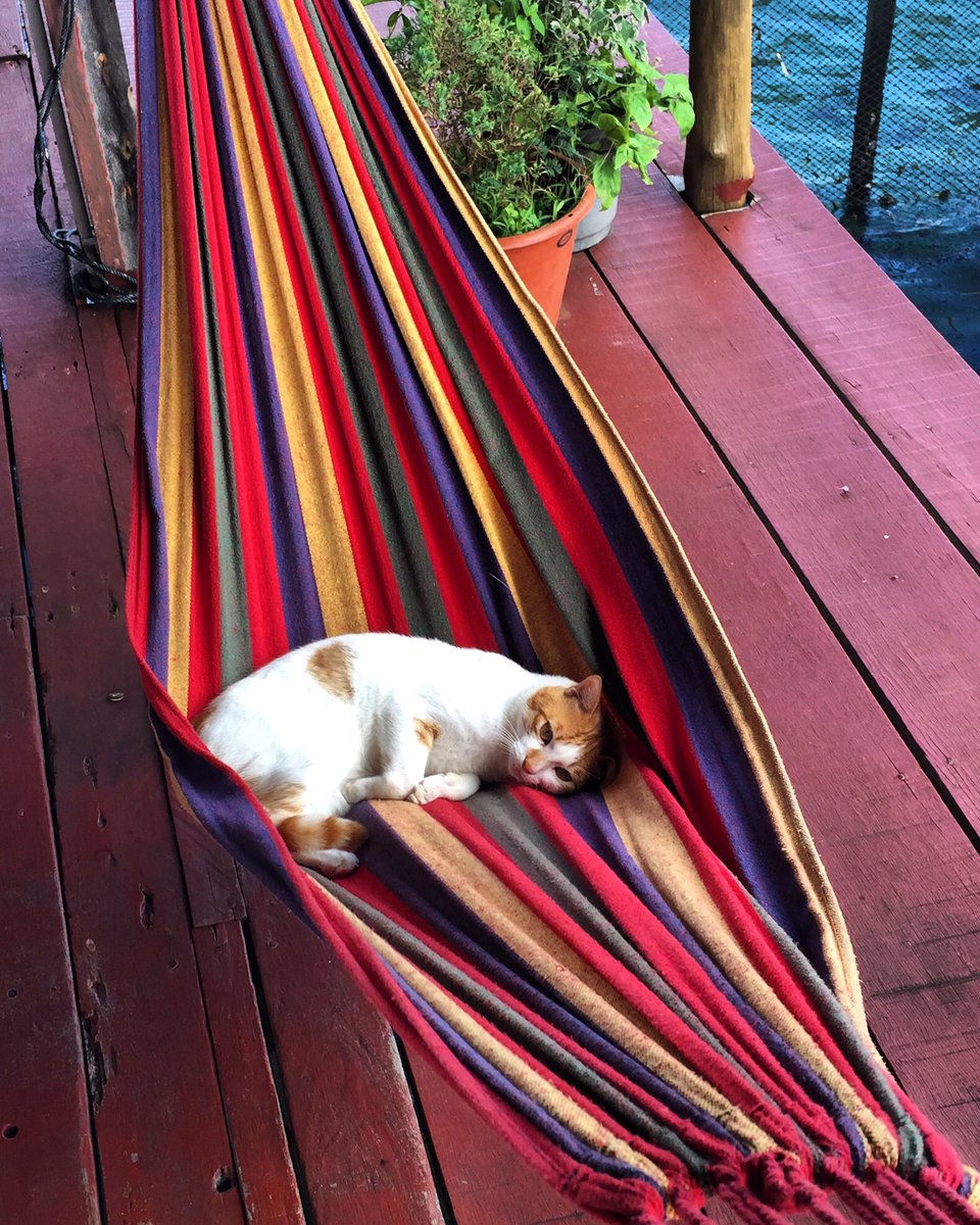 AdzeemZ's tweet photo. "Come and play with me but don't disturb me when im in my comfort zone" -boboi the dive cat-
#nddivers
#divewiththelocals
#idivewithbadjim https://t.co/oBMA9VUKNV