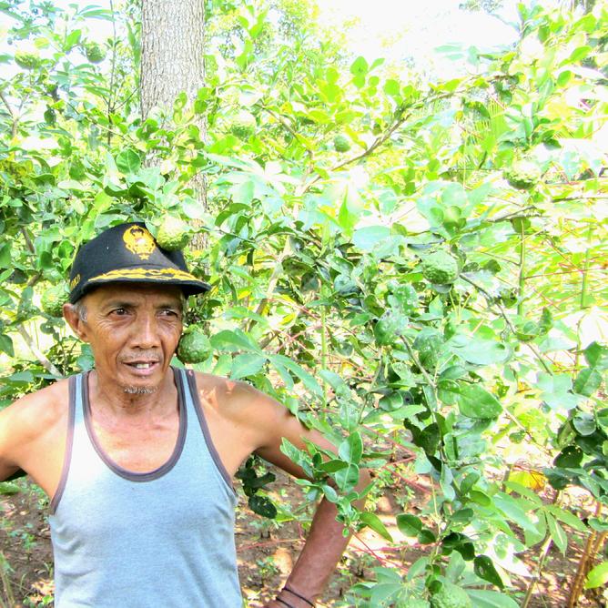 JavaFresh_Fruit's tweet image. Chouette de voir @AnneSophiePic utiliser du combava dans une de ses recettes 😊bit.ly/1lOosDT @maisonmedelys #delicieux #Rungis