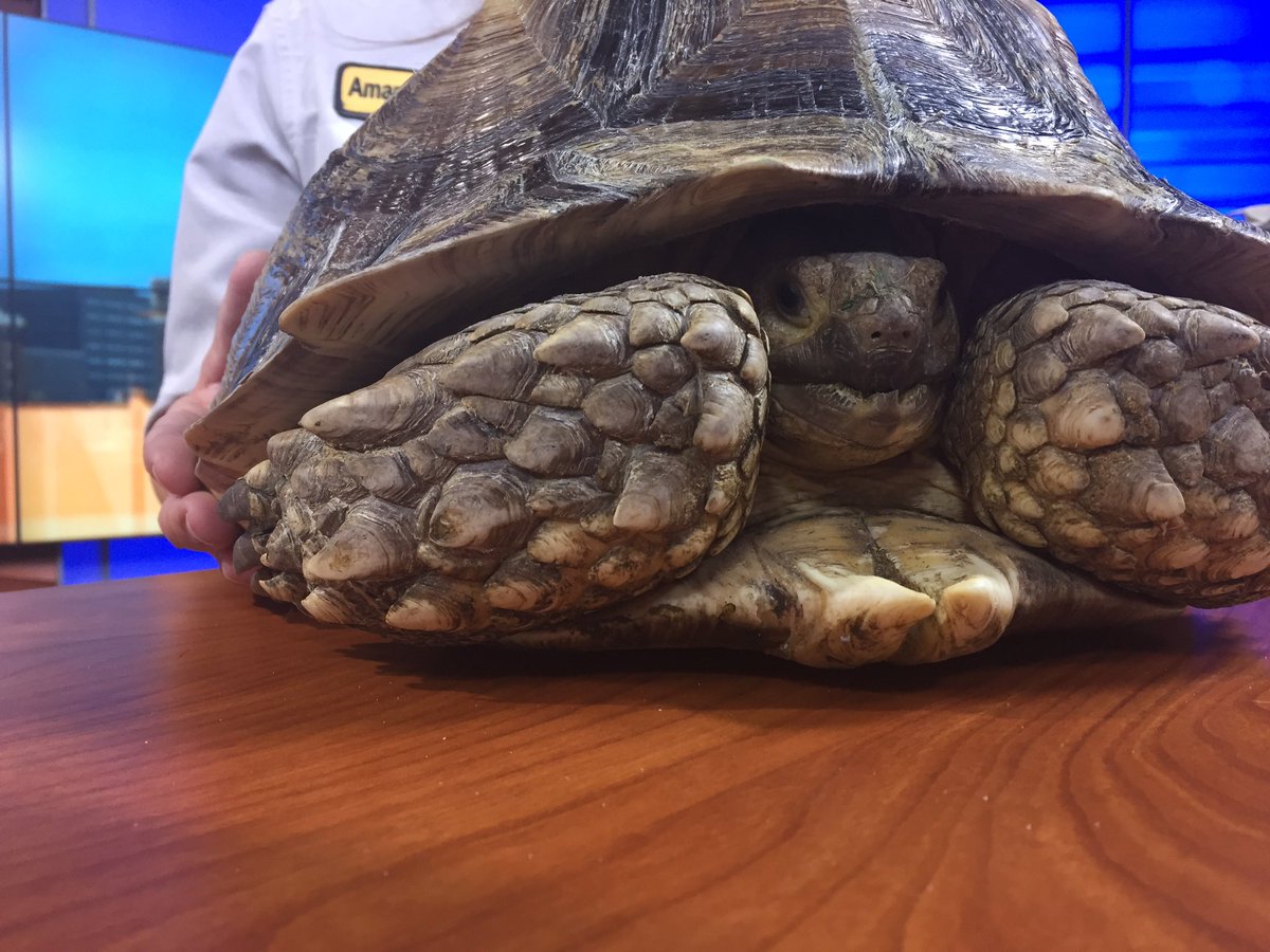 Wild Hearts African Petting Zoo was in the studio this morning! How cool are these guys?!?? @ABC22FOX45