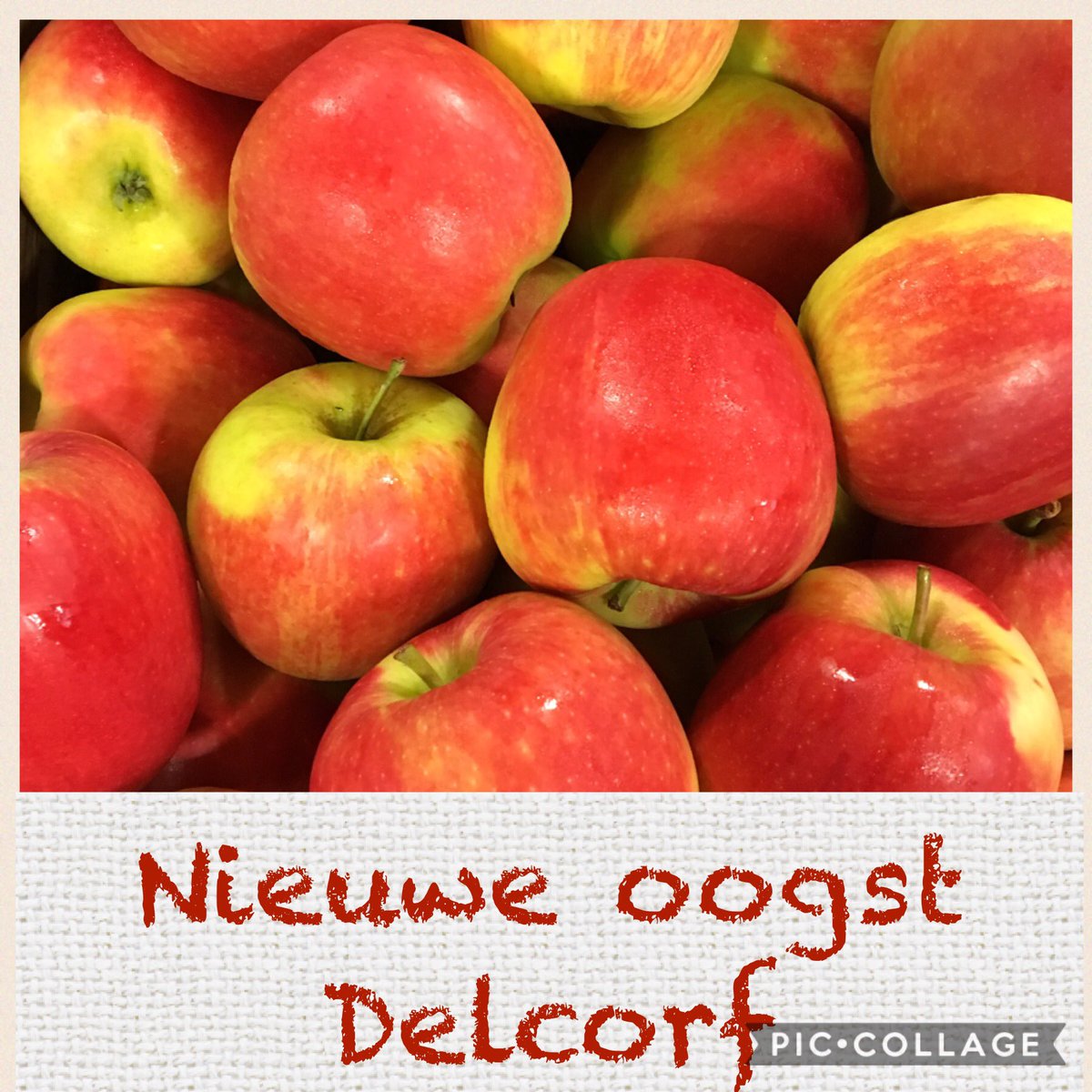 DeGroeneHam's tweet photo. Proef de nieuwe oogst #Delcorf #Alkmene #Elstar uit eigen boomgaard Parkweg22a #Vleuten #Utrecht #Leidscherijn #Harmelen #DeMeern #Terweide https://t.co/AjWv6SNuyZ