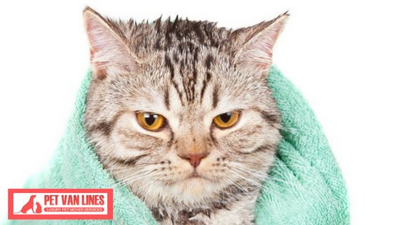 petvanlines1's tweet photo. Discover some professional #catbathing tips, and learn how to give your kitty a bath so they stay happy and healthy: https://t.co/Y6G5PwjOsj https://t.co/sV4SrJAdrY
