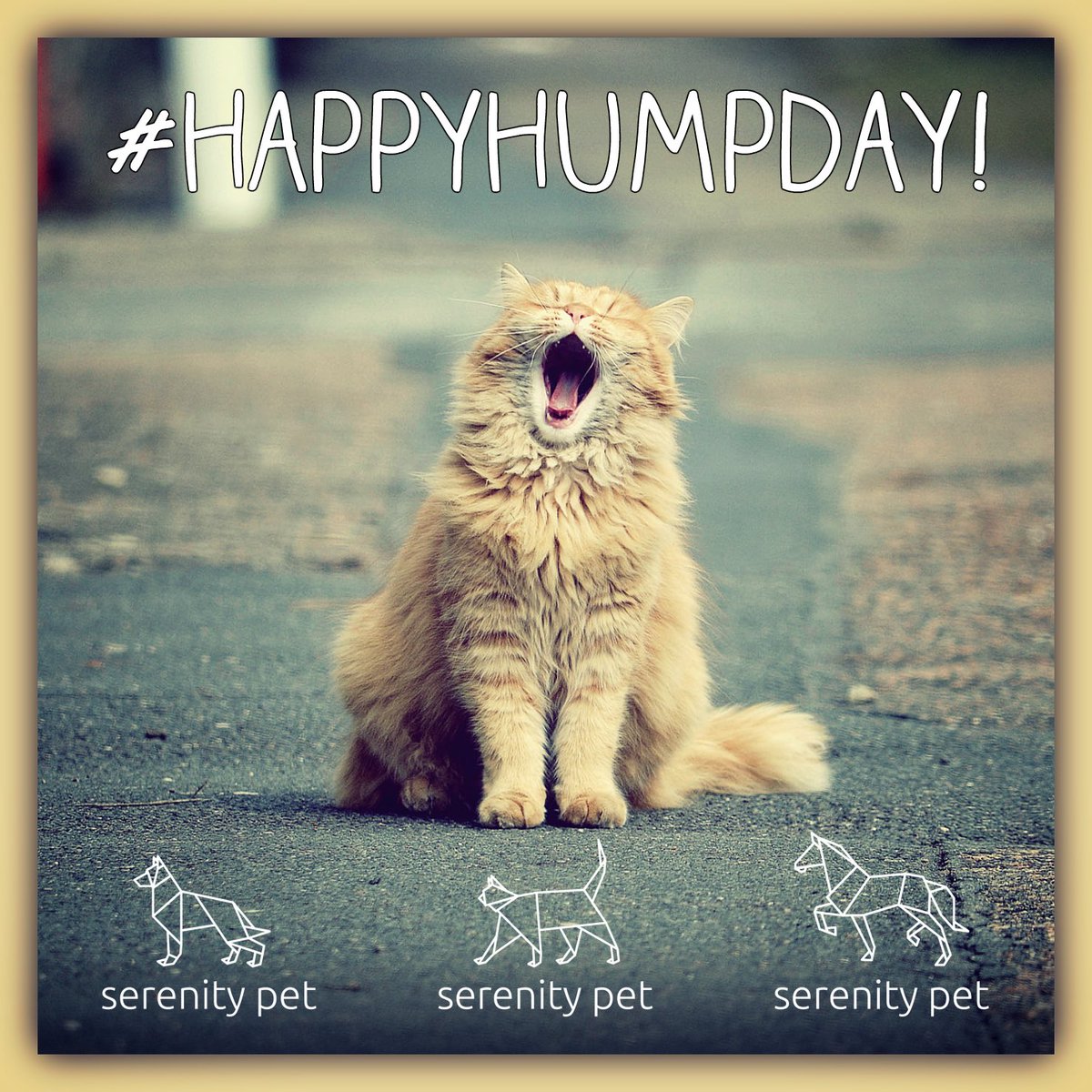 serenitypet's tweet photo. #HappyHumpDay! Did you know our Towel Off Cat Shampoo is now on sale? Check it out here:

https://t.co/U68r64pwNV https://t.co/t9RdR97kYg