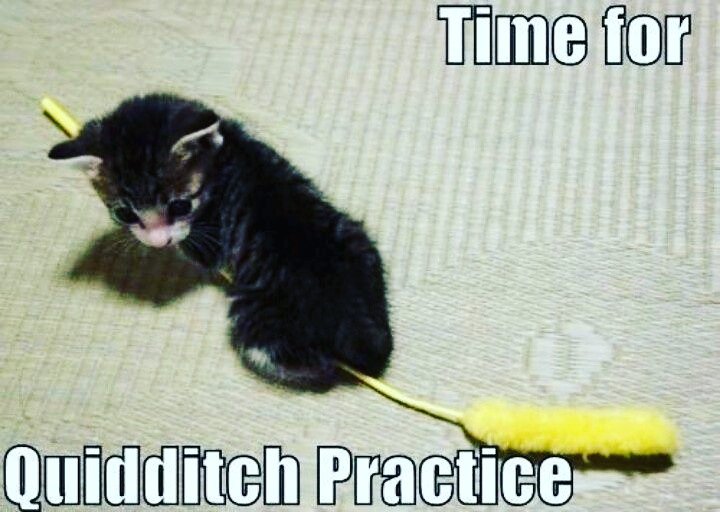 PlayPaws's tweet photo. When you've seen a movie too many times😂😂😂

#harrypotter #cats #catmemes #kittensoftwitter #kittenmemes #crazycats #catsrule #cuteoverload https://t.co/fEF2FaMttG