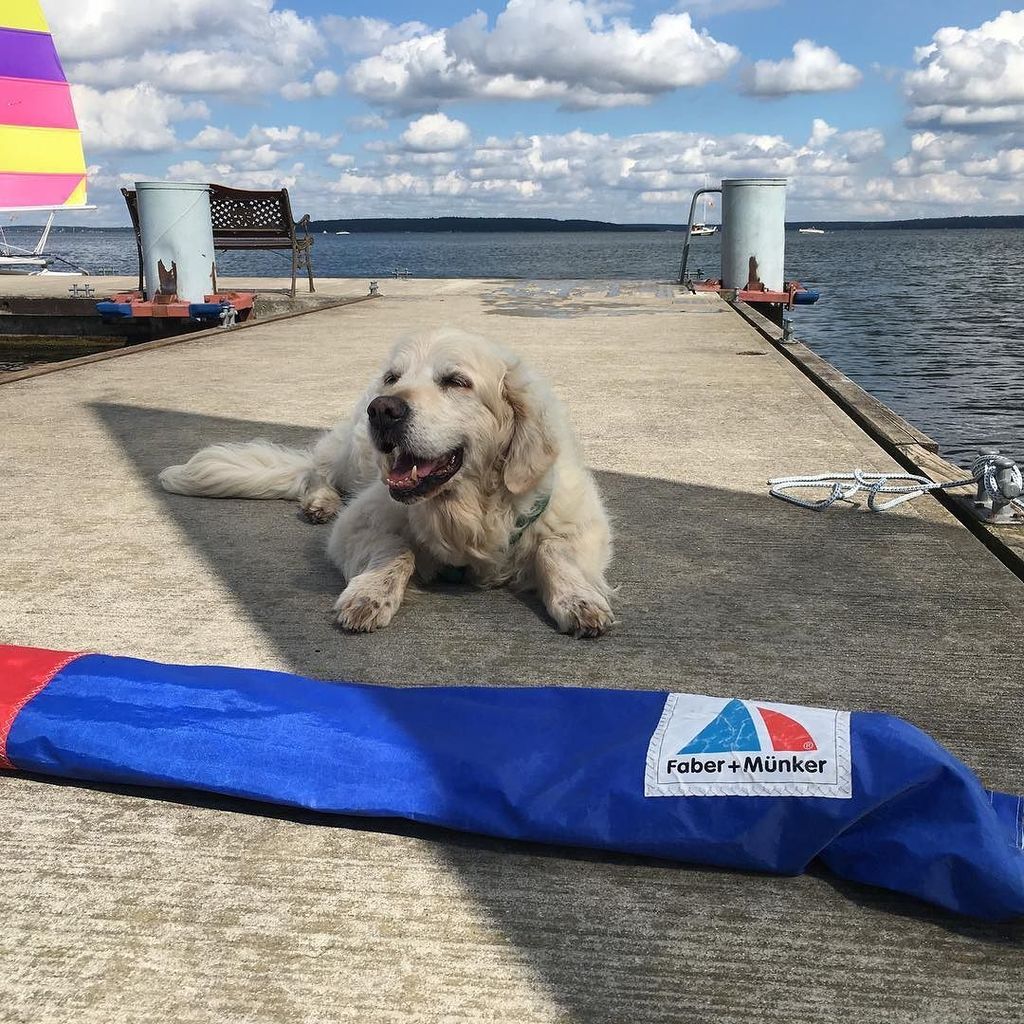 lichtspielerin's tweet photo. Mein liebster Segelfreund😍🐾🐾
#instagood #instagram #iphoneartists #iphoneartists #iphonesia #iphoneonly #webstagra… https://t.co/alkbxgt6PK https://t.co/M4VjUtD0kl