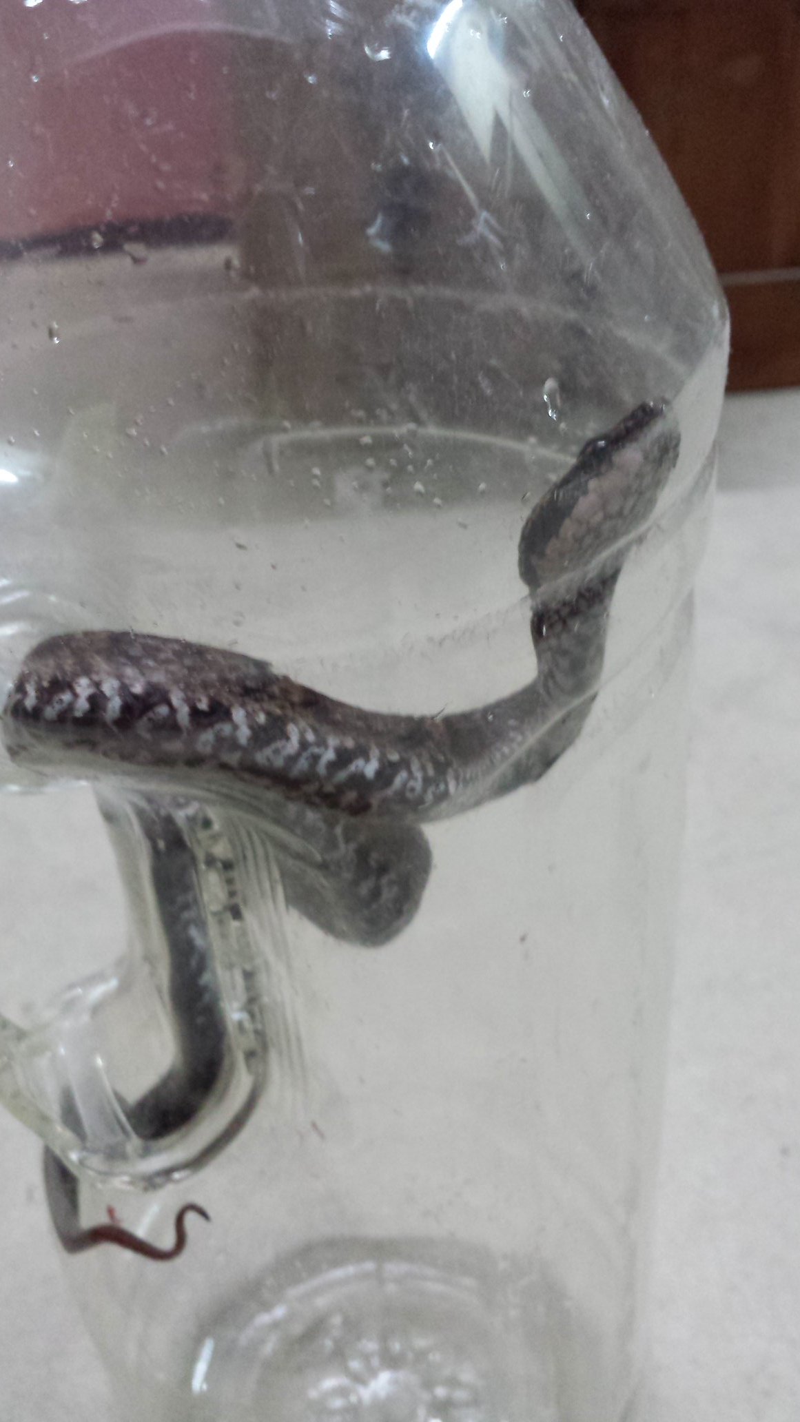 マムシ警察 Police Mamushi Twitter