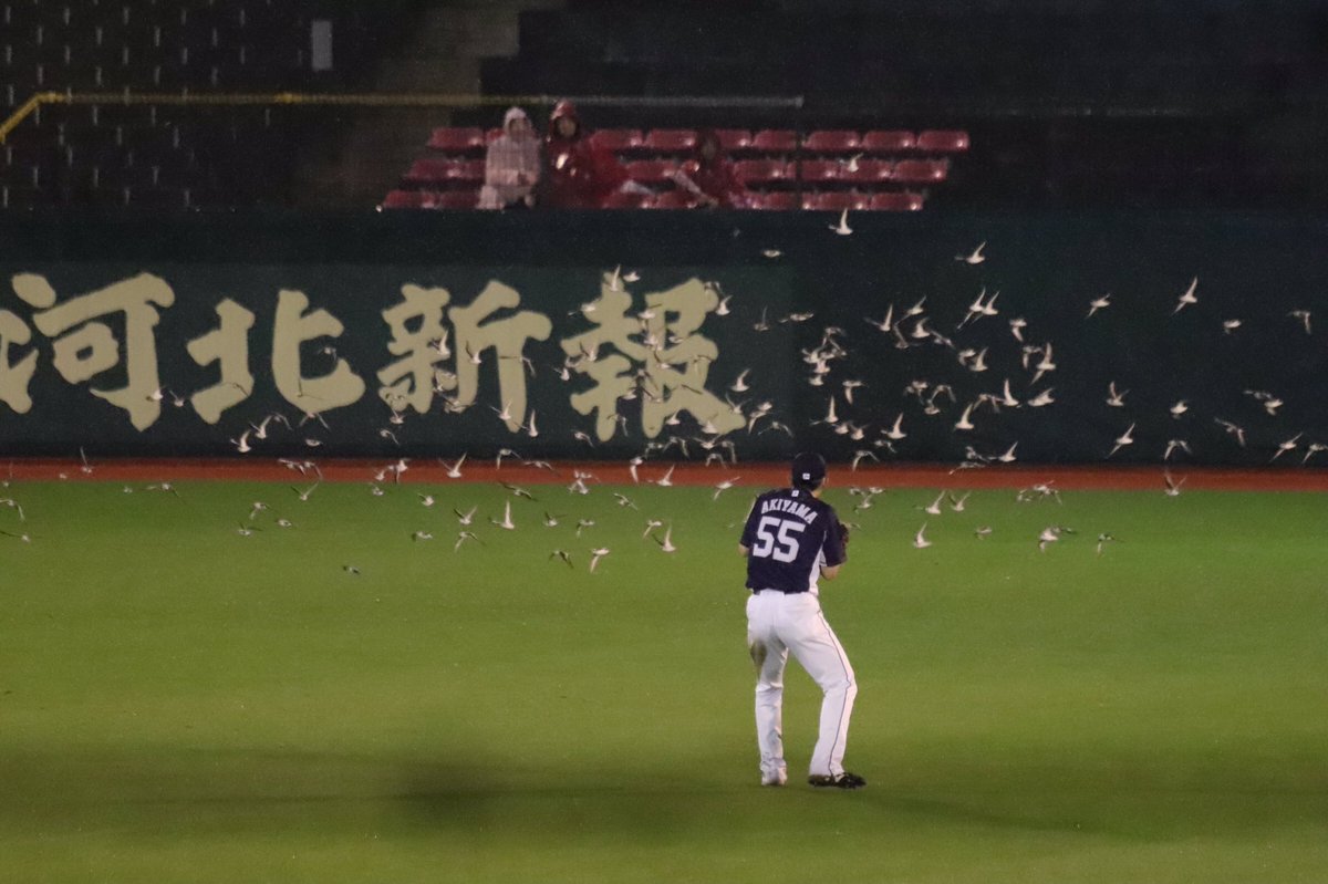 野球やる環境じゃないw選手たちが鳥に襲撃されるwww
